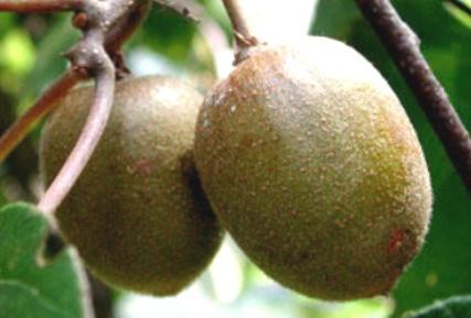 水城猴场红心猕猴桃