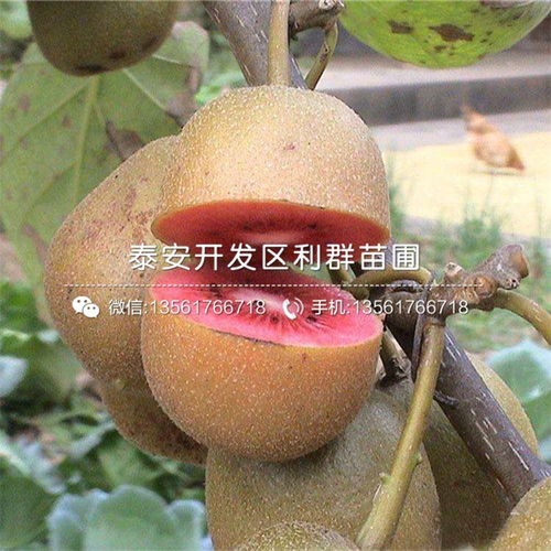 红心猕猴桃苗价格 红心猕猴桃苗多少钱一棵