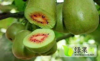 红心猕猴桃简介 绿果猕猴桃品种
