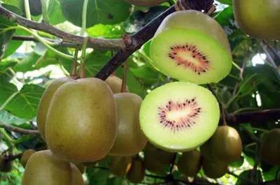 【拼团】“红色软黄金”云南屏边红心猕猴桃新鲜来袭!_美食_网