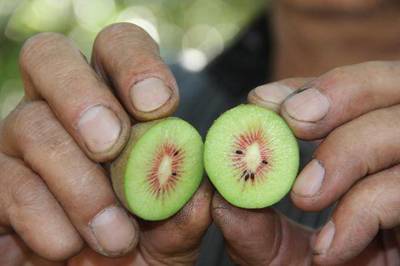云南罗平:古稀老人种出红心猕猴桃