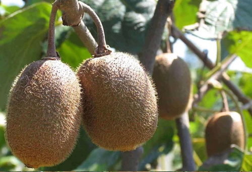 女明星都不造的天然 美白精华 ,成分党已经笑出声了