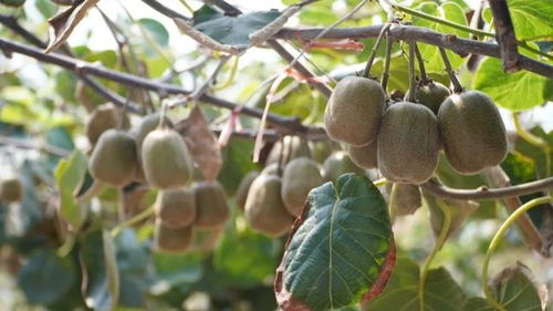 本土红心猕猴桃上市,今年还试种了不用剥皮的软枣猕猴桃