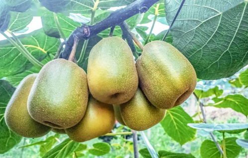 你馋了吗 高县红心猕猴桃上市,还不快来