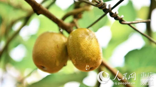 南岸采摘季 20箱红心猕猴桃免费送