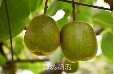 摆金镇马道村红心猕猴桃丰收了