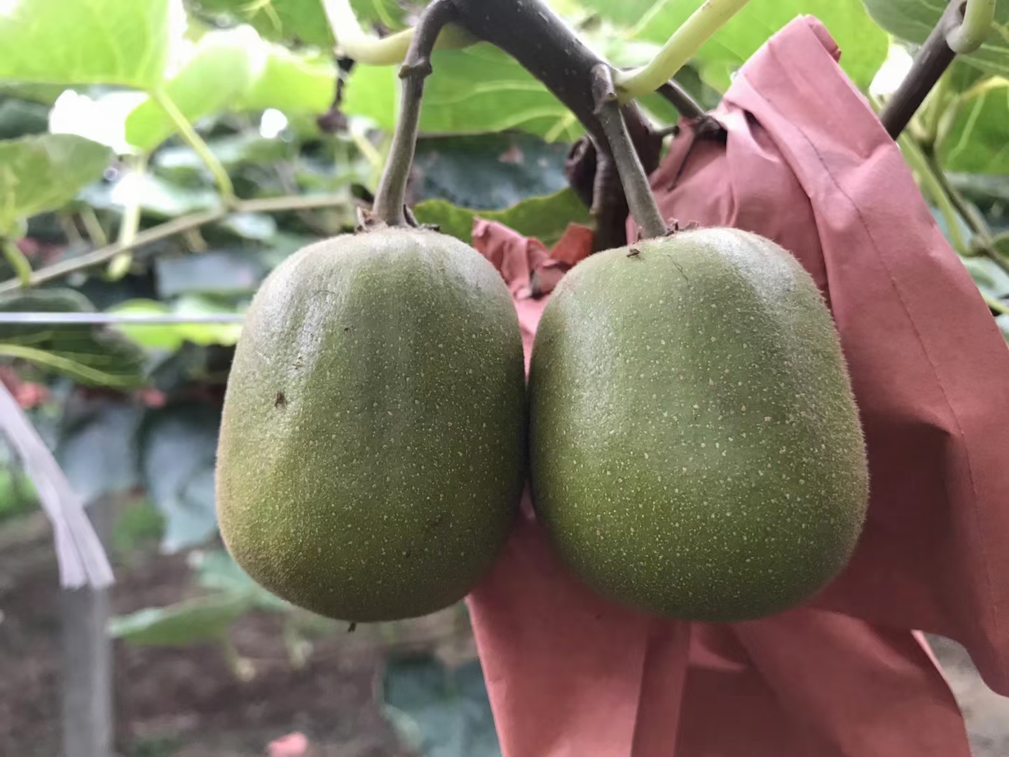 #农家果园 红心猕猴桃果肉细嫩、香气浓郁、口感香甜清爽、酸度极低-今日头条