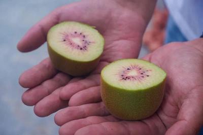 乐山这里的猕猴桃熟啦!采摘攻略请收下→