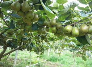 舌尖盛宴 乐业县红心猕猴桃即将上市