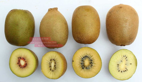 意大利 金桃 猕猴桃对比 东红 猕猴桃 两者谁胜