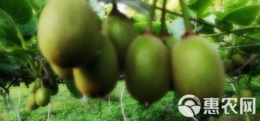 我的是有机红心猕猴桃,口感超甜,香味浓郁,色泽亮丽