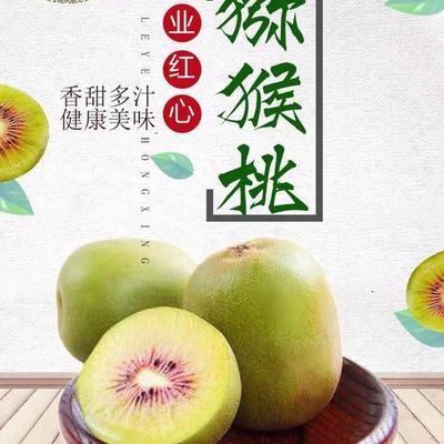 广西罗城400亩红心猕猴桃丰收农民乐