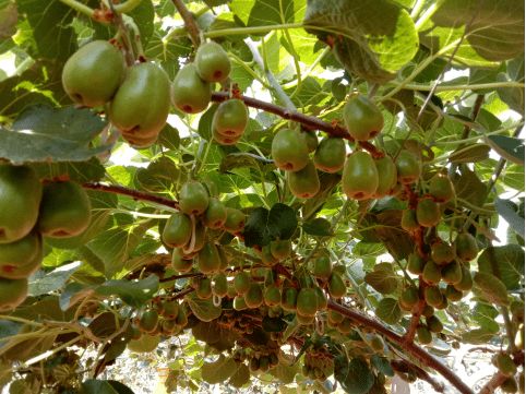 巾帼创业 圆梦玉溪︱玉溪市首届妇女创业创新大赛优秀项目展示 第四期