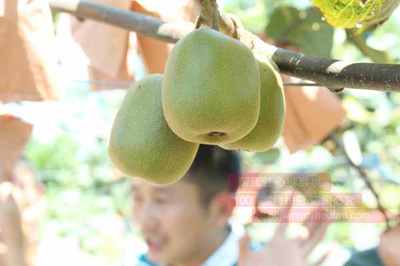 上海晚报便民服务商提供的红心猕猴桃采摘和送货上门