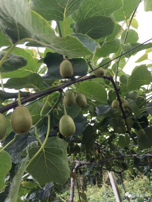 放 价 啦 这么好吃的十里坡红心猕猴桃低至4.4折起