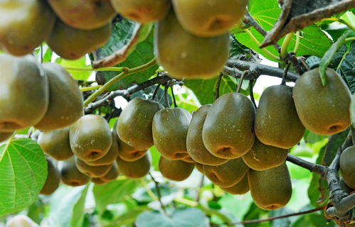 鸿翔红心猕猴桃开采在即