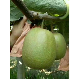 蒲江正宗红阳红心猕猴桃 精品礼盒装，鲜美多汁的特大果