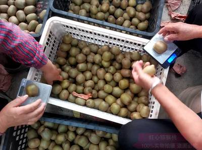 平凡植物提现出来的“猕猴桃精神”——红心猕猴桃的启示