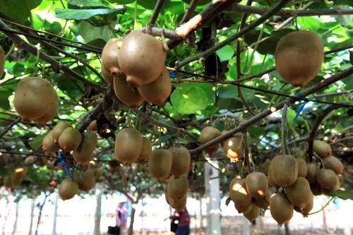 果然新鲜，青白江的这些特色水果你吃过多少？