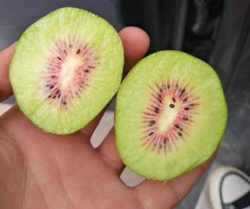 恒维地产精准扶贫 红心猕猴桃助力贫困户走向幸福生活