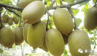 即将惊艳亮相！三明这片土地竟藏着如此瑰宝——红心猕猴桃