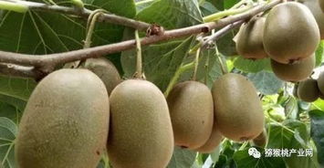 红心猕猴桃怎么种植 红心猕猴桃高产种植技术有哪些呢