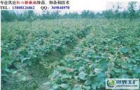 专业0红心猕猴桃嫁接苗_农副产品_世界工厂网中国产品信息库