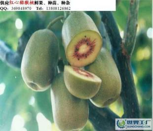大量0红心猕猴桃鲜果价格_大量0红心猕猴桃鲜果厂家_世界工厂网产品信息库