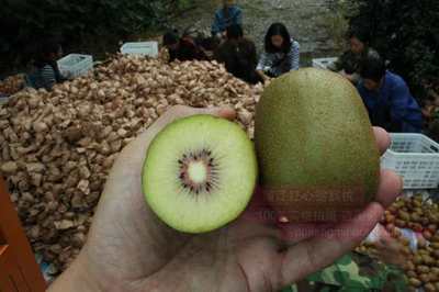 贵州遵义有机红心猕猴桃栽培技术有哪些重点