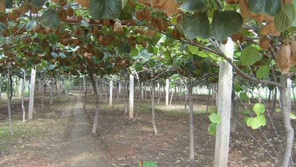 白龙桥镇百亩红心猕猴桃临近采摘季