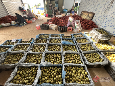 玉溪江川:近千亩红心猕猴桃抢鲜上市