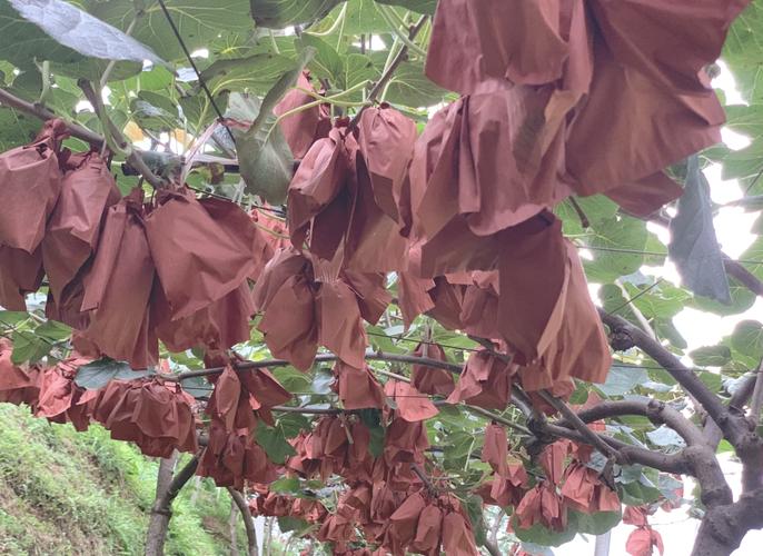 六盘水必尝特产:红心猕猴桃