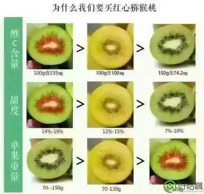 吃货的福利-正宗的蒲江红心猕猴桃即将上市