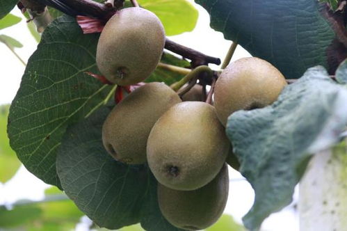 中国农民丰收节暨腾冲红心猕猴桃采摘节9月8日启动 小伙伴们约吗