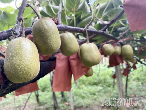 下哨村红心猕猴桃 托起村民致富梦