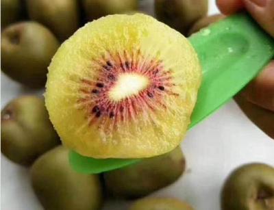 红心猕猴桃的种植环境详解