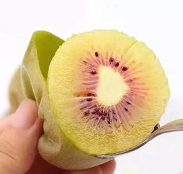 湘西红心猕猴桃成熟啦