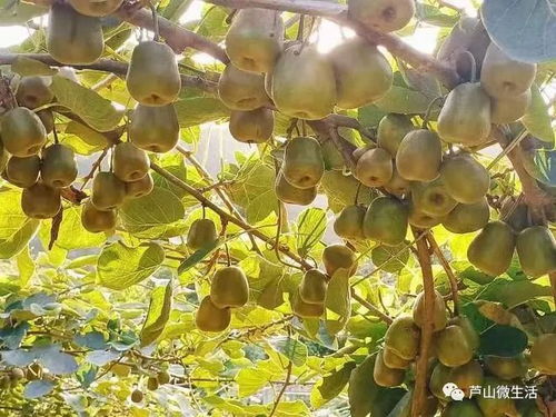 红心猕猴桃甜蜜来袭，惊艳味蕾，包邮到家！