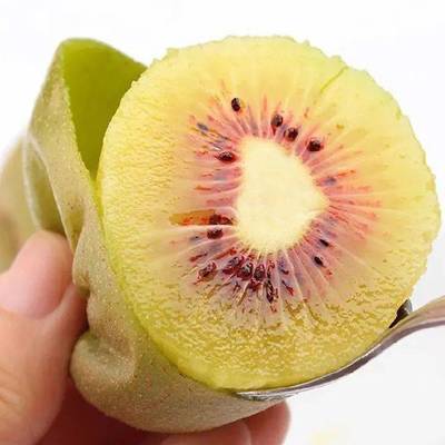 地理标志产品苍溪红心猕猴桃成功纳入中欧互认互保清单，以红心点亮国际舞台