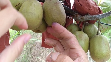 如何挑选天然健康、不依赖膨大剂的红心猕猴桃